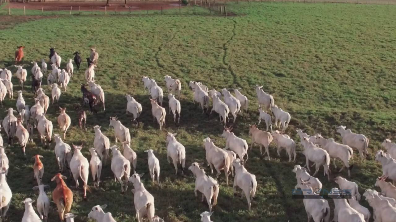 Rebanho de gado na fazenda